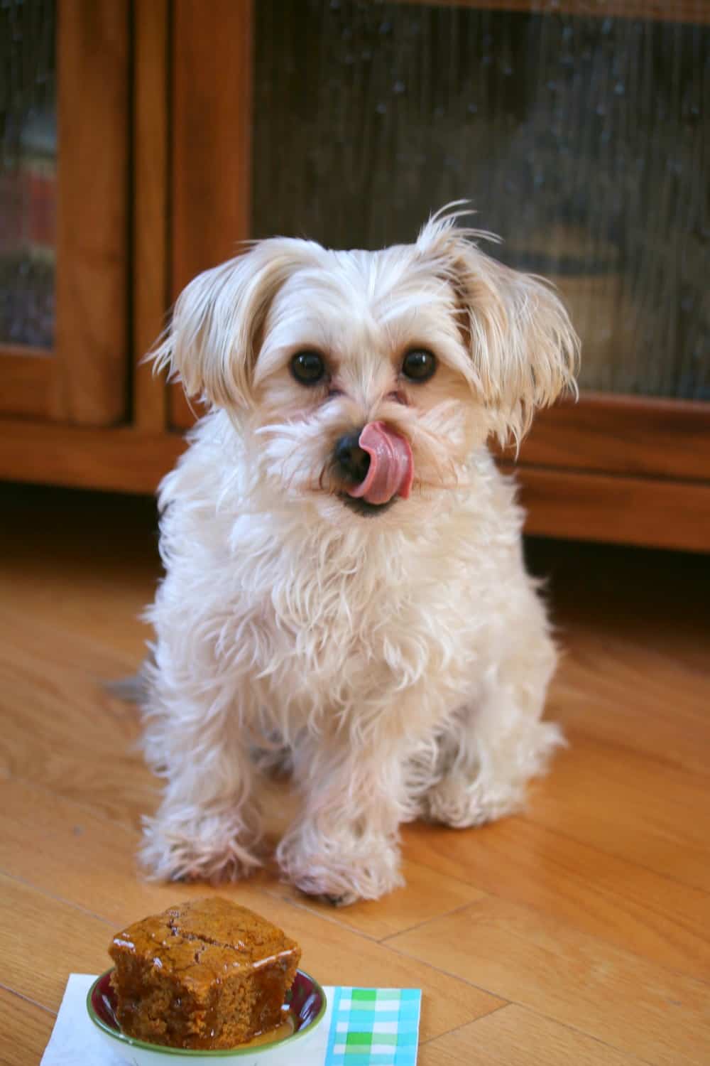 A piece of dog cake on the ground with a dog sitting behind it licking his lips.